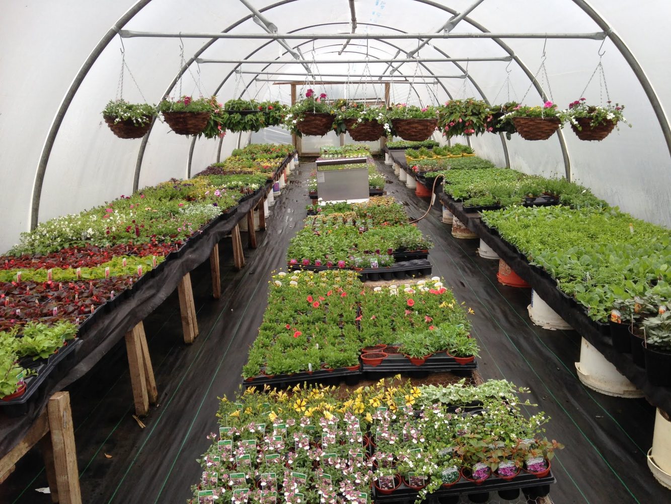 Corton Plants – Garden Centre, South Corton Farm, Alloway
